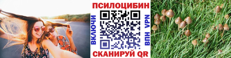 цены   Кирсанов  Галлюциногенные грибы Magic Shrooms 